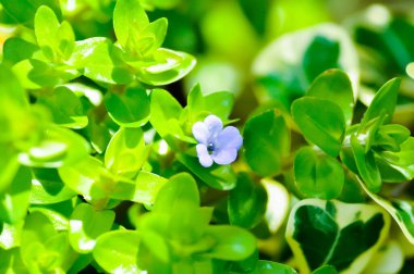 Dev Bacopa, Water Hyssop veya Bacopa caroliniana veya Scrophulariaceae veya mor çiçek