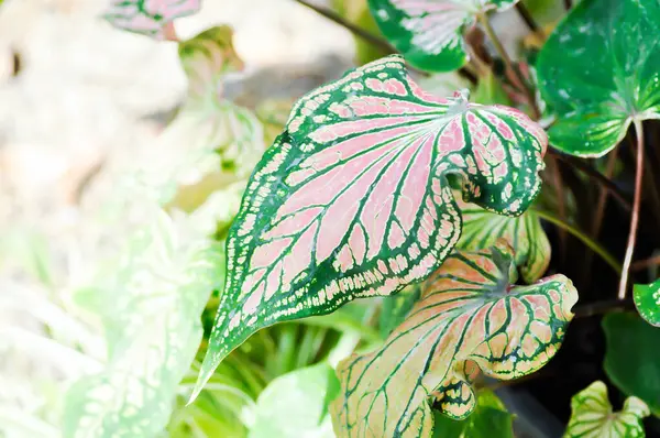 Caladium, Caladium ThaiBeauty veya Dieffenbachia seguine veya Caladium bicolor veya Araceae veya pembe yaprak veya pembe bitki