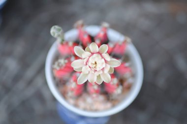 Gymnocalycium, gymnocalycium mihanovichii veya gymnocalycium mihanovichii çiçekli veya kaktüslü veya kırmızı kaktüslü.