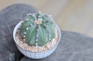 Saksıda kaktüs ya da Astrophytum veya Astrophytum asterias veya sulu.