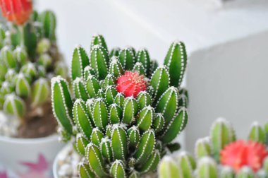 Cereus tetragonus veya Peri Kalesi Kaktüsü veya Acanthocereus Tetragonus, sulu