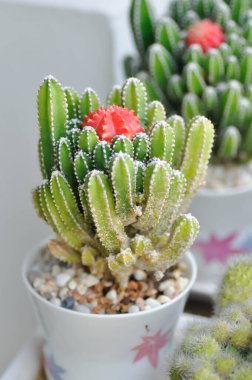 Cereus tetragonus veya Peri Kalesi Kaktüsü veya Acanthocereus Tetragonus, sulu
