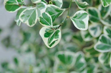 Ficus deltoidea Jack f variegata, Mistletoe incir veya Ökseotu kauçuk bitkisi veya moraceAE veya bicolor bitkisi