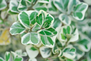 Ficus deltoidea Jack f variegata, Mistletoe incir veya Ökseotu kauçuk bitkisi veya moraceAE veya bicolor bitkisi