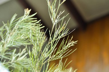 Grevillea, Grevillea Bal Mücevheri veya Grevillea Uzun John veya Grevillea ay ışığı veya Grevillea R Br Knight, çam ağacı veya Proteaceae bitkisi