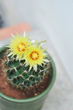 Thelocactus setispinus ya da Ferocactus hamatacanthus, Minyatür Fıçı Kaktüs çiçeği ya da çiçek saksısındaki sarı çiçek ya da kaktüs çiçeği