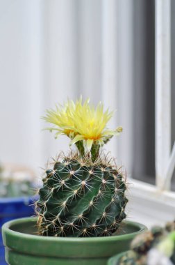 Thelocactus setispinus ya da Ferocactus hamatacanthus, Minyatür Fıçı Kaktüs çiçeği ya da çiçek saksısındaki sarı çiçek ya da kaktüs çiçeği