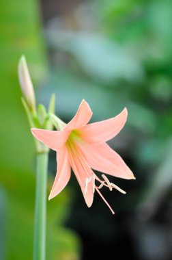 Hippeastrum puniceum, Barbados zambağı veya AMARYLLIDACEAE çiçeği veya oldrose çiçeği