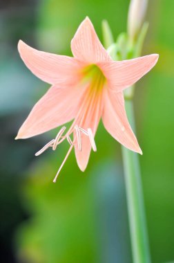 Hippeastrum puniceum, Barbados zambağı veya AMARYLLIDACEAE çiçeği veya oldrose çiçeği