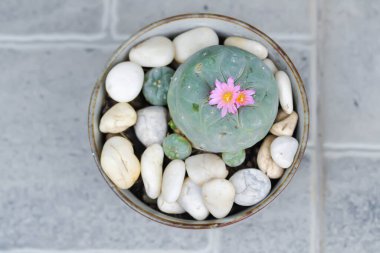 Lophophora fricii veya Peyote kaktüsü veya Lophophora williamsii, Peyote Lophophora williamsii veya çiçekli kaktüs veya pembe çiçek
