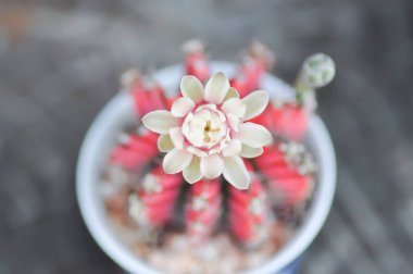Gymnocalycium, gymnocalycium mihanovichii veya gymnocalycium mihanovichii çiçekli veya kaktüslü veya kırmızı kaktüslü.