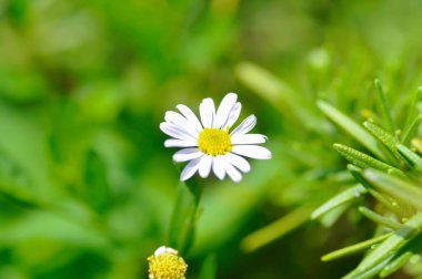 Papatya, beyaz papatya veya İngiliz papatyası veya Thymophylia Tenuiloba veya Dahlberg Daisy veya Altın Halı veya Bahçedeki Gloden Post