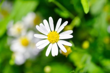 Papatya, beyaz papatya veya İngiliz papatyası veya Thymophylia Tenuiloba veya Dahlberg Daisy veya Altın Halı veya Bahçedeki Gloden Post