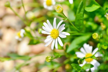 Papatya, beyaz papatya veya İngiliz papatyası veya Thymophylia Tenuiloba veya Dahlberg Daisy veya Altın Halı veya Bahçedeki Gloden Post
