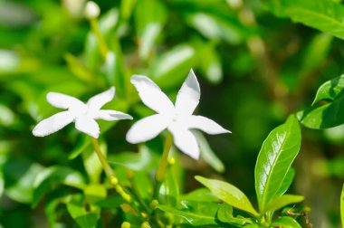 Taberna Montana panda Aqui Lam, APOCYNACEAE veya gardenya Jasmin Oides veya gardenya veya beyaz çiçek