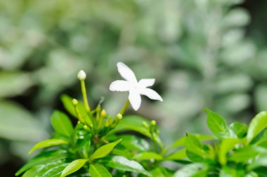 Taberna Montana panda Aqui Lam, APOCYNACEAE veya gardenya Jasmin Oides veya gardenya veya beyaz çiçek