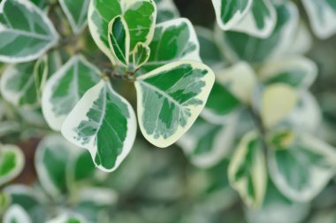 Ficus deltoidea Jack f variegata, Mistletoe incir veya Ökseotu kauçuk bitkisi veya moraceAE veya bicolor bitkisi