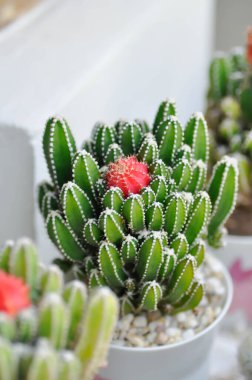 Cereus tetragonus veya Peri Kalesi Kaktüsü veya Acanthocereus Tetragonus, sulu