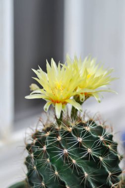 Thelocactus setispinus ya da Ferocactus hamatacanthus, Minyatür Fıçı Kaktüs çiçeği ya da çiçek saksısındaki sarı çiçek ya da kaktüs çiçeği