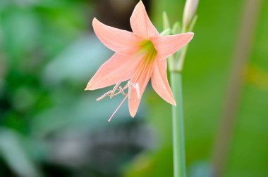 Hippeastrum puniceum, Barbados zambağı veya AMARYLLIDACEAE çiçeği veya oldrose çiçeği