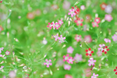 Çingene freski, çingene paniklemesi L veya Bebek Nefesi veya CARYOPHYLLAZEAE veya pembe çiçek ve kırmızı çiçek