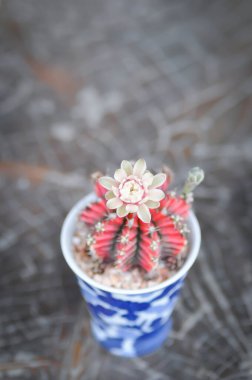 Gymnocalycium, gymnocalycium mihanovichii veya gymnocalycium mihanovichii çiçekli veya kaktüslü veya kırmızı kaktüslü.