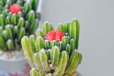 Cereus tetragonus veya Peri Kalesi Kaktüsü veya Acanthocereus Tetragonus, sulu