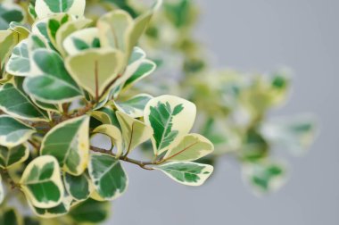 Ficus deltoidea Jack f variegata, Mistletoe incir veya Ökseotu kauçuk bitkisi veya moraceAE veya bicolor bitkisi