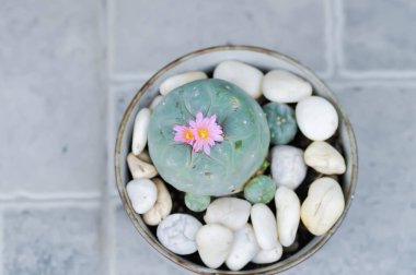 Lophophora fricii veya Peyote kaktüsü veya Lophophora williamsii, Peyote Lophophora williamsii veya çiçekli kaktüs veya pembe çiçek