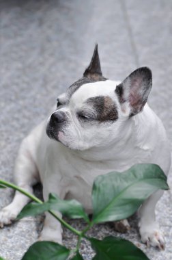 Köpek ya da Fransız bulldog, Fransız bulldog ya da yaşlı köpek ya da yerde yaşlı Fransız bulldog.