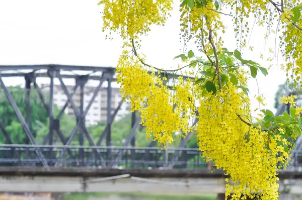 Altın duş, Cassia fistülü veya puding boru ağacı ve köprü veya demir köprü ve nehir altyapısı