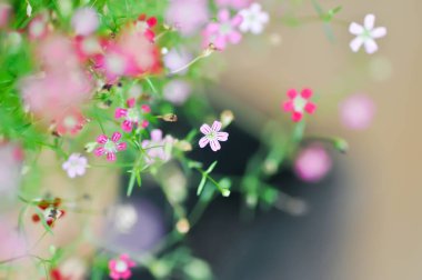 Çingene freski, çingene paniklemesi L veya Bebek Nefesi veya CARYOPHYLLAZEAE veya pembe çiçek ve kırmızı çiçek