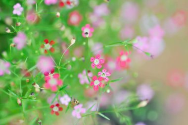 Çingene freski, çingene paniklemesi L veya Bebek Nefesi veya CARYOPHYLLAZEAE veya pembe çiçek ve kırmızı çiçek