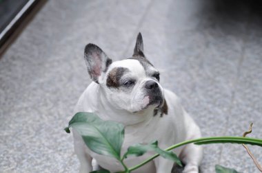 Köpek ya da Fransız bulldog, Fransız bulldog ya da yaşlı köpek ya da yerde yaşlı Fransız bulldog.
