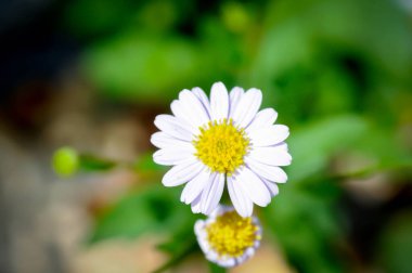 Papatya, beyaz papatya veya İngiliz papatyası veya Thymophylia Tenuiloba veya Dahlberg Daisy veya Altın Halı veya Bahçedeki Gloden Post