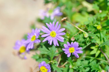 papatya veya mor Bellis perennis veya mor papatya çiçeği veya menekşe çiçeği