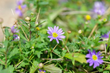 papatya veya mor Bellis perennis veya mor papatya çiçeği veya menekşe çiçeği