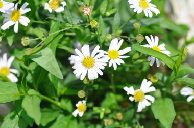 Daisy, beyaz papatya ya da İngiliz papatyası veya Thymophylia Tenuiloba veya Dahlberg Daisy veya Altın Halı veya Gloden Fleece veya beyaz çiçek