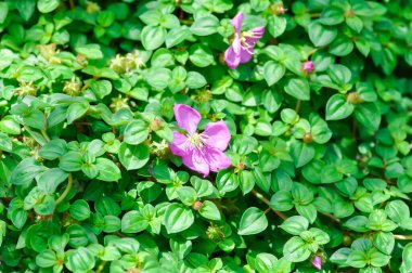 Dissotis rotundifolia, Dwarf Tibouchina veya Heterocentron elegans veya Melastomataceae veya Spanish Shaw veya Trailing Tibouchina veya Tropikal Batı Afrika bitkisi veya mor çiçek