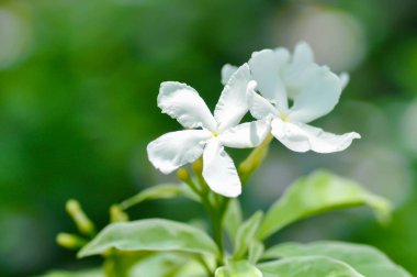 Tabernaemontana divaricata veya Grandifolia veya Clavel de la India veya Cape Jasmine, Doğu Hindistan Rosebay veya