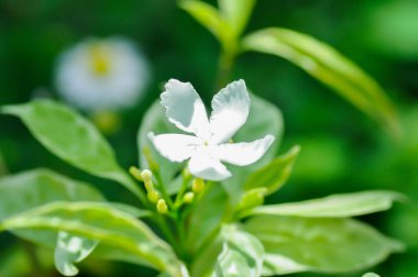 Tabernaemontana divaricata veya Grandifolia veya Clavel de la India veya Cape Jasmine, Doğu Hindistan Rosebay veya