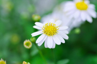 Daisy, beyaz papatya ya da İngiliz papatyası veya Thymophylia Tenuiloba veya Dahlberg Daisy veya Altın Halı veya Gloden Fleece veya beyaz çiçek