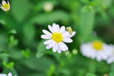 Daisy, beyaz papatya ya da İngiliz papatyası veya Thymophylia Tenuiloba veya Dahlberg Daisy veya Altın Halı veya Gloden Fleece veya beyaz çiçek