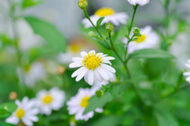 Daisy, beyaz papatya ya da İngiliz papatyası veya Thymophylia Tenuiloba veya Dahlberg Daisy veya Altın Halı veya Gloden Fleece veya beyaz çiçek