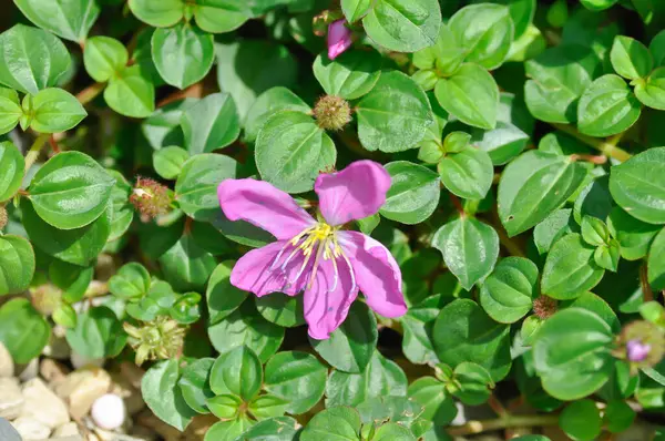Dissotis rotundifolia, Dwarf Tibouchina veya Heterocentron elegans veya Melastomataceae veya Spanish Shaw veya Trailing Tibouchina veya Tropikal Batı Afrika bitkisi veya mor çiçek