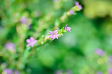 Cuphea hyssopifolia Humb, Cuphea hyssopifolia Kunth veya Elfin Herb veya False Heather veya LYTHRACEAE veya mor çiçek