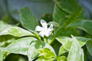 Tabernaemontana divaricata veya Grandifolia veya Clavel de la India veya Cape Jasmine, Doğu Hindistan Rosebay veya