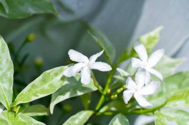 Tabernaemontana divaricata veya Grandifolia veya Clavel de la India veya Cape Jasmine, Doğu Hindistan Rosebay veya