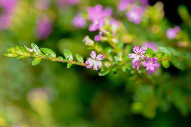 Cuphea hyssopifolia Humb, Cuphea hyssopifolia Kunth veya Elfin Herb veya False Heather veya LYTHRACEAE veya mor çiçek