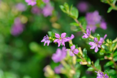 Cuphea hyssopifolia Humb, Cuphea hyssopifolia Kunth veya Elfin Herb veya False Heather veya LYTHRACEAE veya mor çiçek
